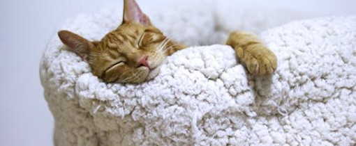 The Connection Between Sleep and Immune Health